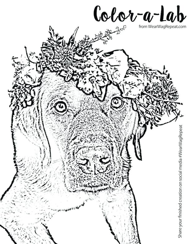 610x789 Free Printable Black Lab Coloring Pages Retriever Coloring Pages