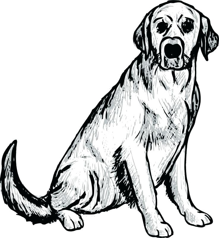 737x800 Labrador Retriever Coloring Pages Dog And Puppy Coloring Pages Dog
