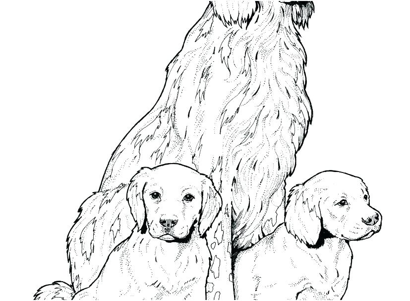 827x609 Labrador Retriever Coloring Pages