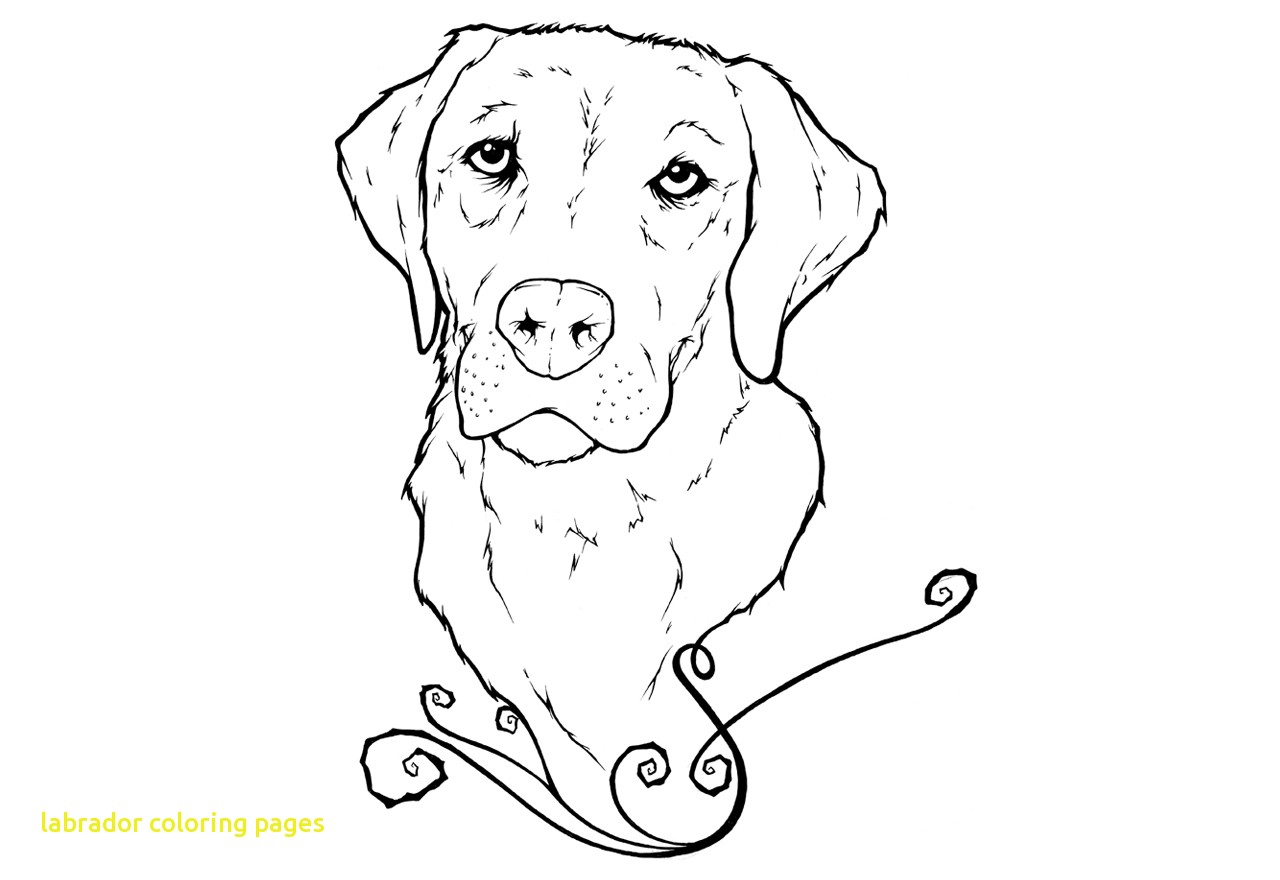 1280x880 Gigantic Yellow Lab Puppy Coloring Pages Labra