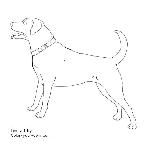 500x500 Labrador Retriever Coloring Pages Dog Retriever Coloring Page
