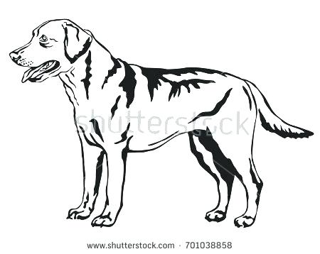 450x358 Labrador Retriever Coloring Pages Retriever Coloring Page Labrador