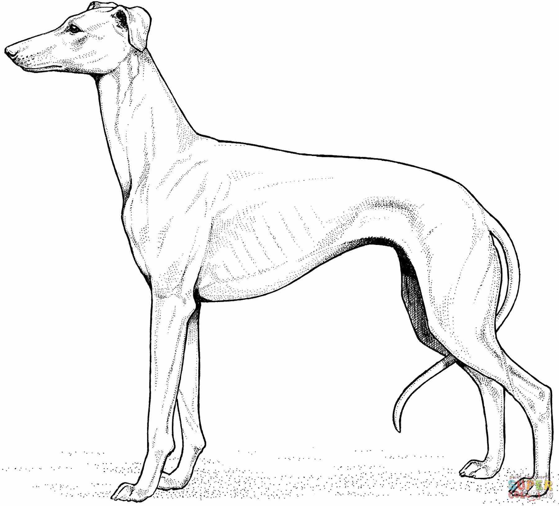 1801x1632 Exploit Black Lab Coloring Pages Labrador Retriever Page Free Best
