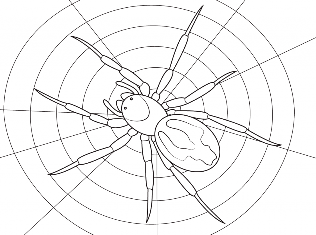 1024x764 Lace Webbed Spider Free Coloring Pages