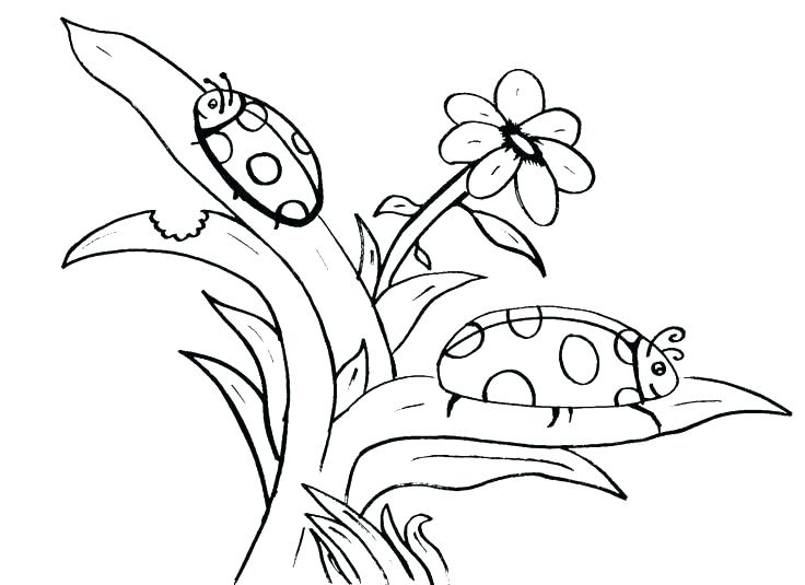 736x535 Ladybug Colouring Pages Printable