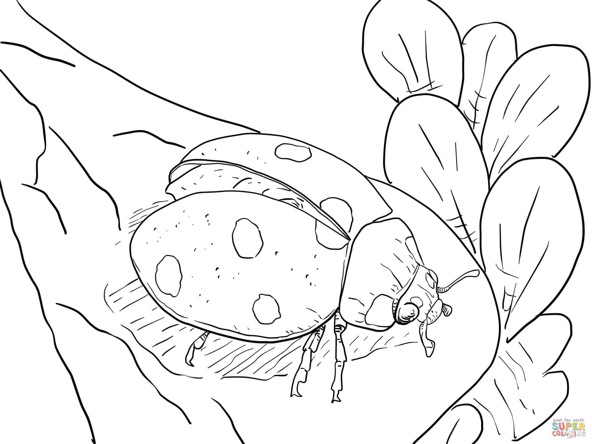 2048x1536 Trendy Inspiration Ladybug Coloring Pages For Preschoolers