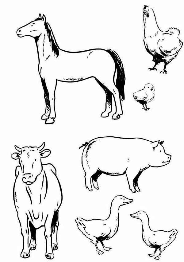 600x853 Farm Animal, Various Type Of Farm Animal Coloring Page