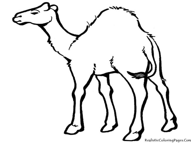 650x488 Land Animals Coloring Pages 9 Nice Coloring Pages For Kids