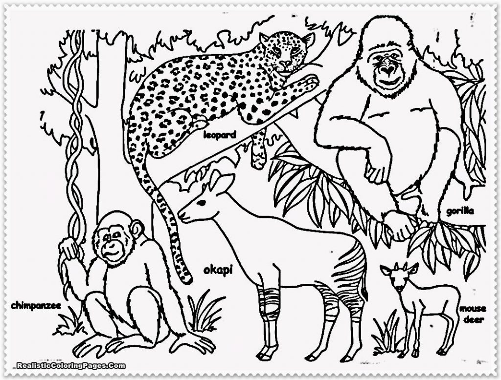 1024x778 Colorful Jungle Pictures To Color Fundamentals Animal Coloring