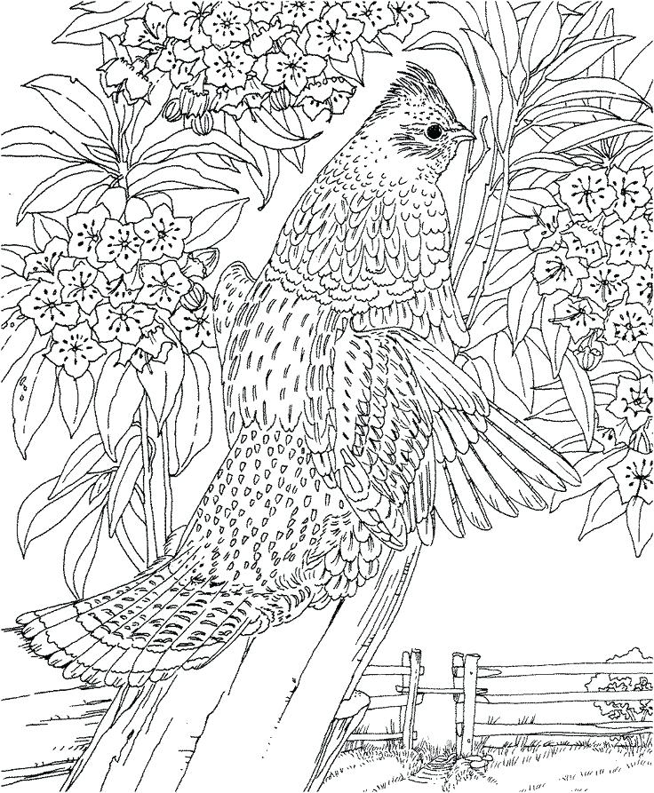 736x893 Landscape Coloring Books For Adults