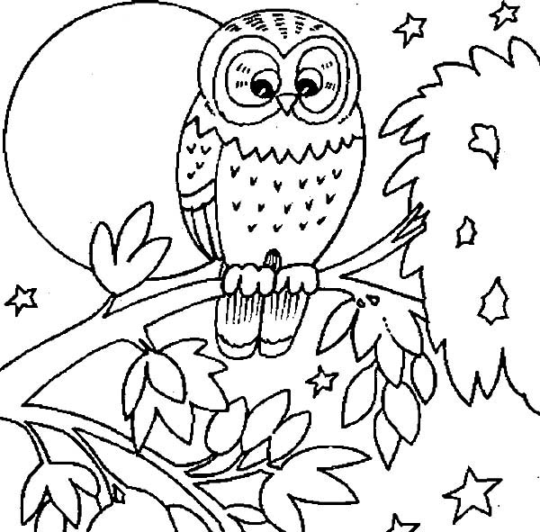 600x591 Owl And Large Moon Coloring Page