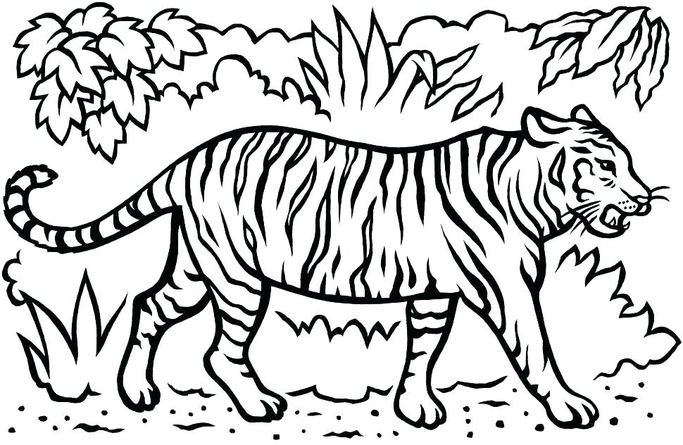 970x632 Coloring Pages Tigers Large Coloring Pages Tiger Coloring Picture