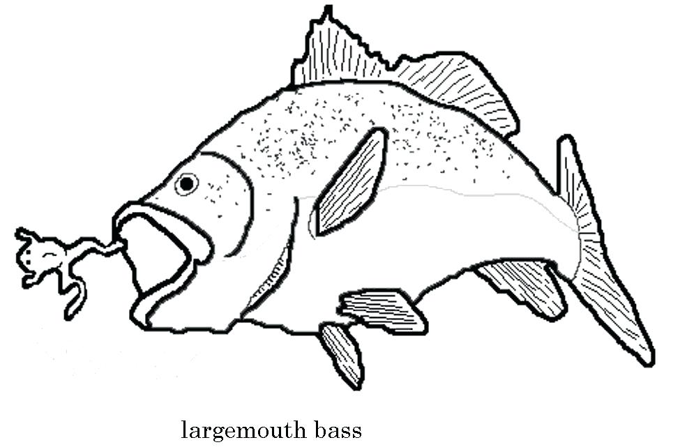 975x641 Bass Coloring Pages Sea Predator Striped Bass Fish Coloring Pages