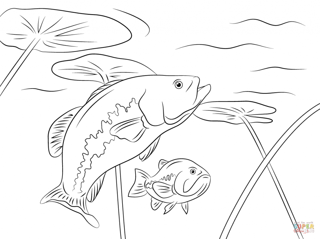 1024x764 Bass Coloring Pages