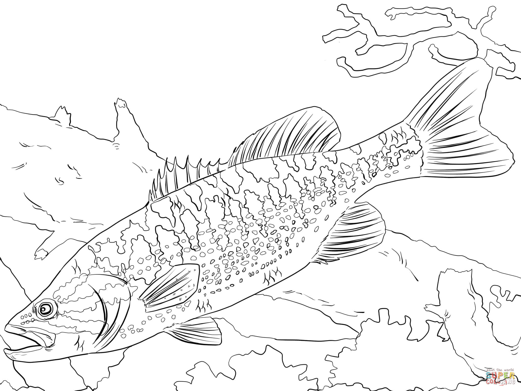 2048x1536 Bass Fish Coloring Pages