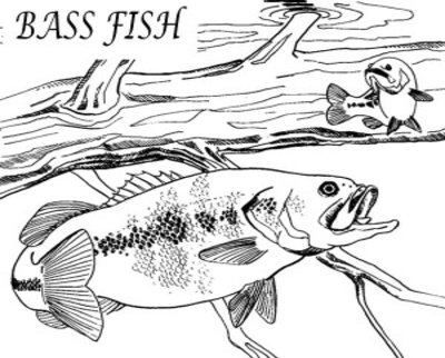 400x322 Bass Fish Jumping Coloring Pages Drawing Stripped