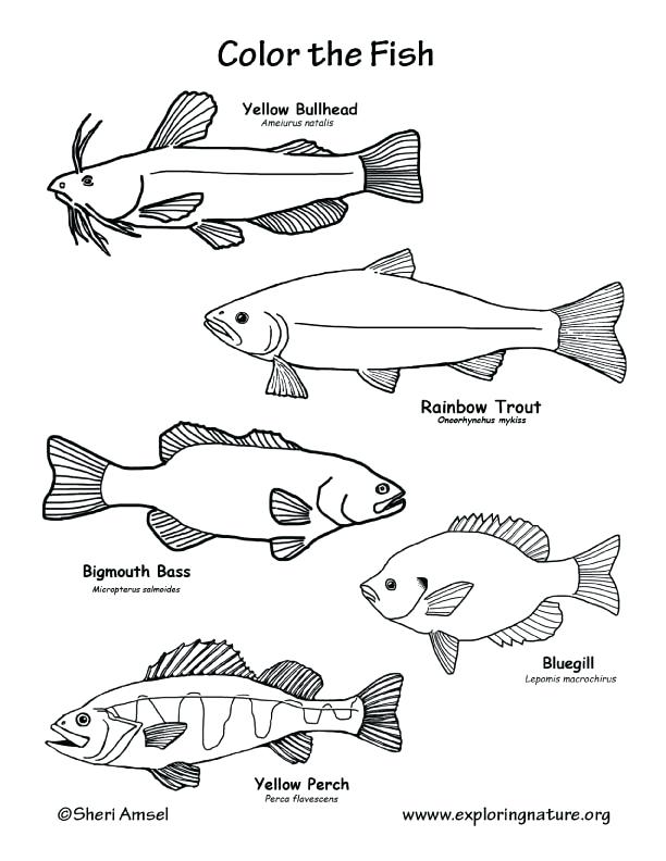 612x792 Fish Coloring Pages