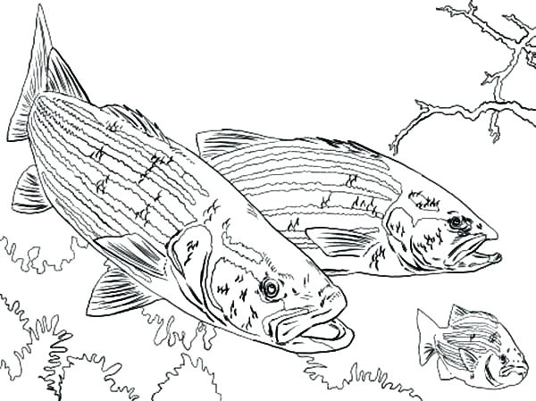 600x449 Bass Coloring Pages Bass Fish Picture Coloring Pages Bass Pro