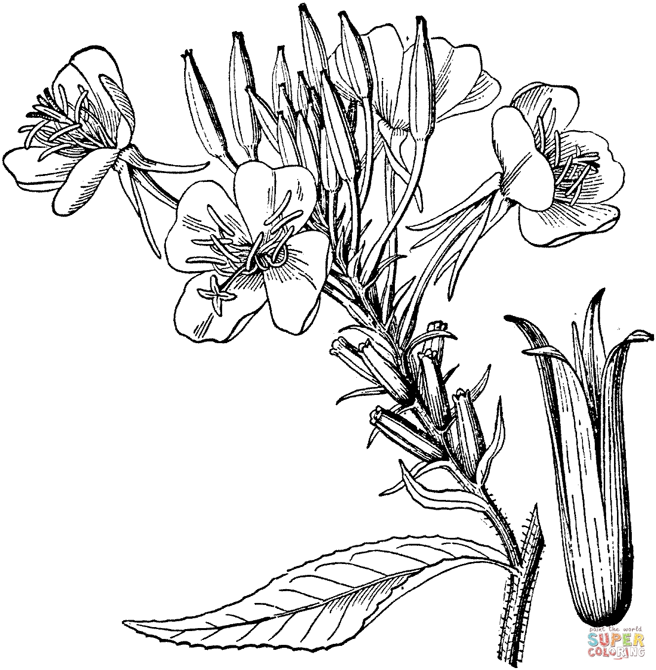 1329x1359 Fresh Lavender Coloring Page Gallery Printable Coloring Sheet