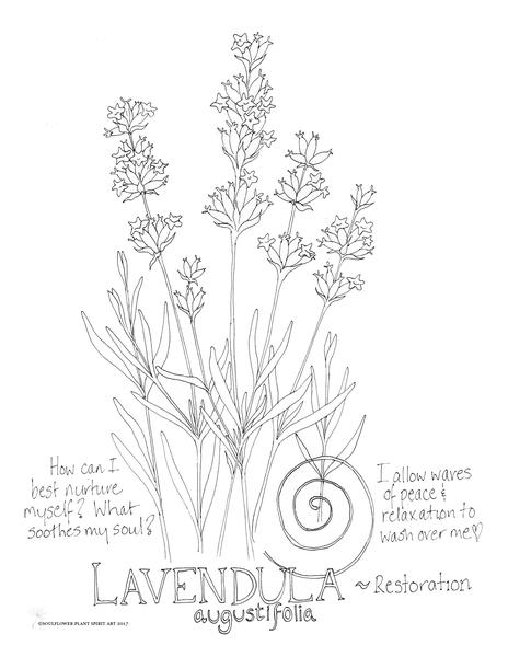 464x600 Lavender (Restoration) Coloring Page