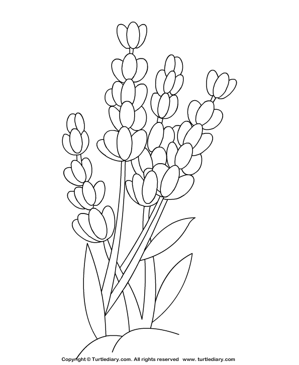 595x725 Lavender Coloring Sheet Turtle Diary