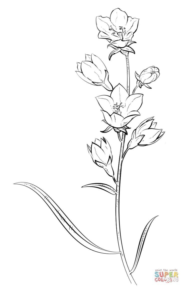 736x1148 Lavender Flower Coloring Page