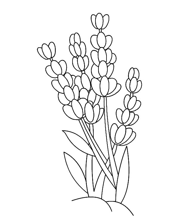 600x731 Lavender Flower Outline Coloring Pages
