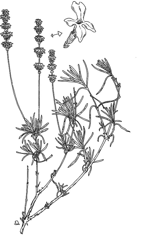 600x958 Lavender Flower Pure Essential Oil Lavandula Coloring Pages