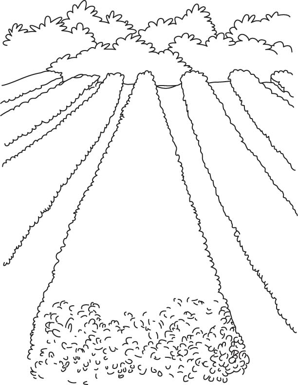 612x792 Lavender Field Coloring Page Download Free Lavender Field