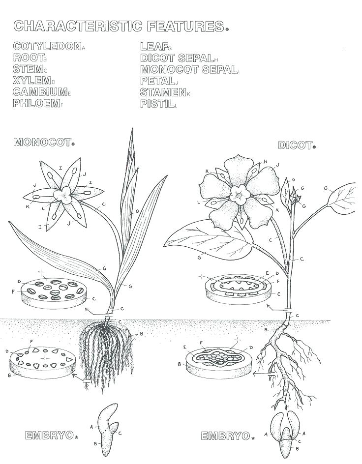 736x944 Botany Coloring Pages Botany Coloring Pages Lavender Coloring Page