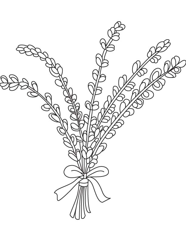 612x792 Bunch Lavandula Coloring Page Download Free Bunch