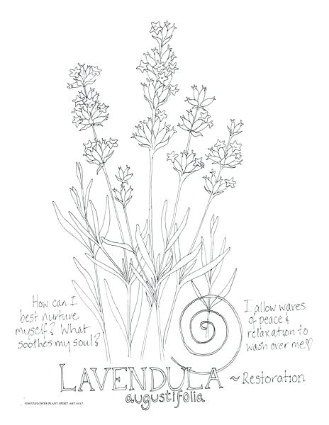 464x600 Coloring Pages From Photos Lavender Restoration Coloring Page