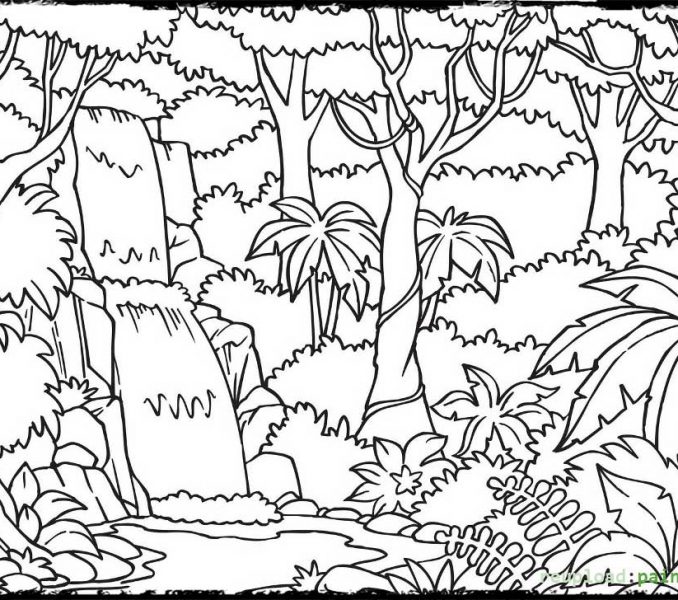 678x600 Printable Rainforest Pictures Tropical Rainforest Coloring Pages