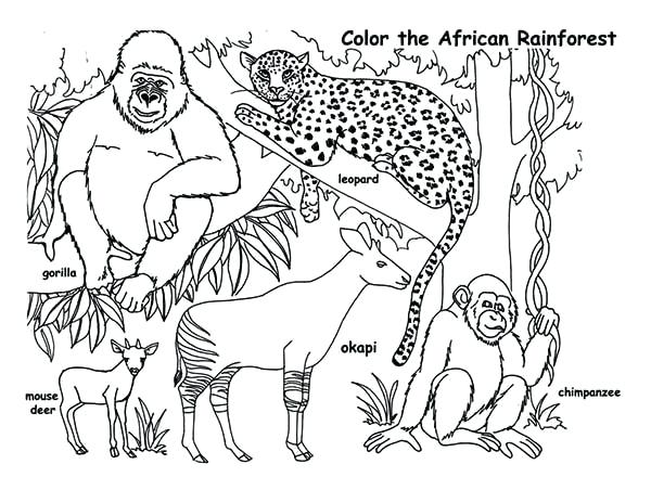 600x464 Rainforest Coloring Page Drawn Jungle 1 Tropical Rainforest
