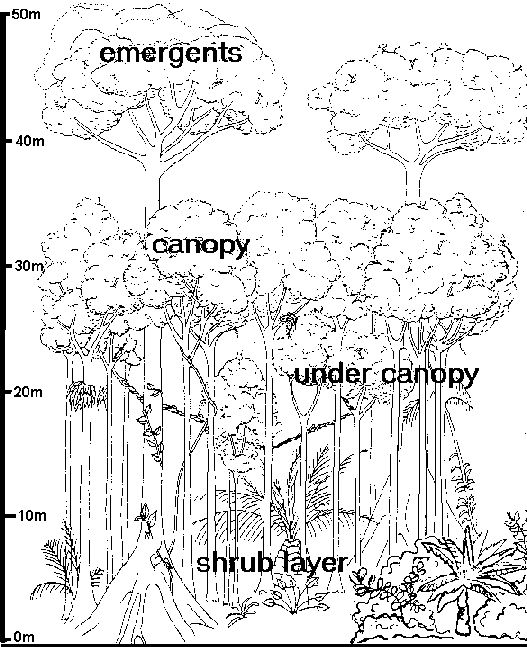527x647 38 Best Rain Forest Images On Coloring Pages, Birds