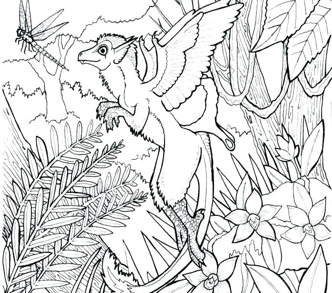 678x600 Rainforest Coloring Pages Kindergarten Kids Coloring Forest