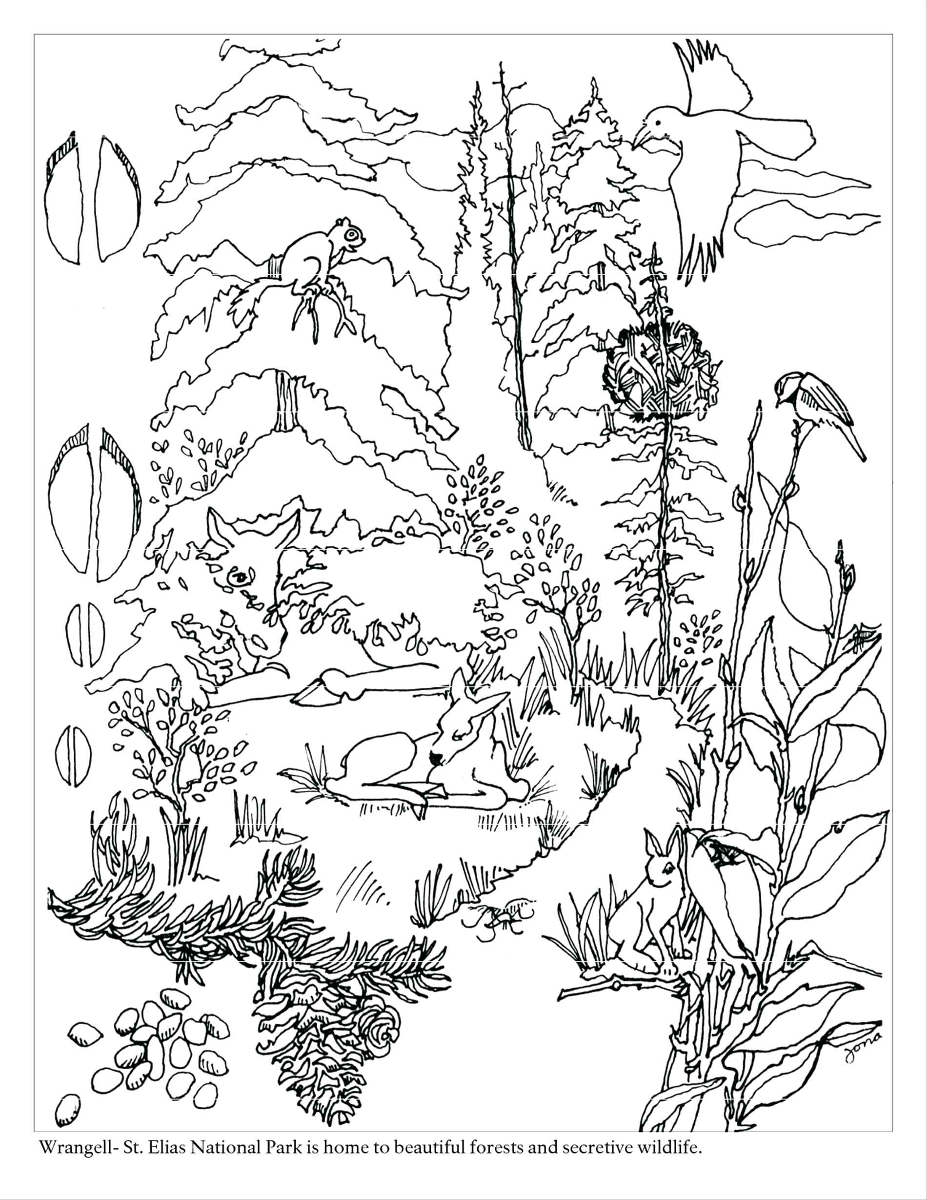 1900x2458 Rainforest Coloring Pages To Print Copy Free Printable Rainforest