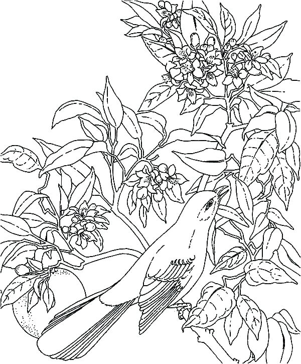 600x725 Rainforest Coloring Sheet Amazon Coloring Pages Coloring Pages
