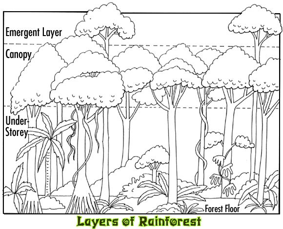 580x470 49 Best Rain Forest Animals Images On Animals