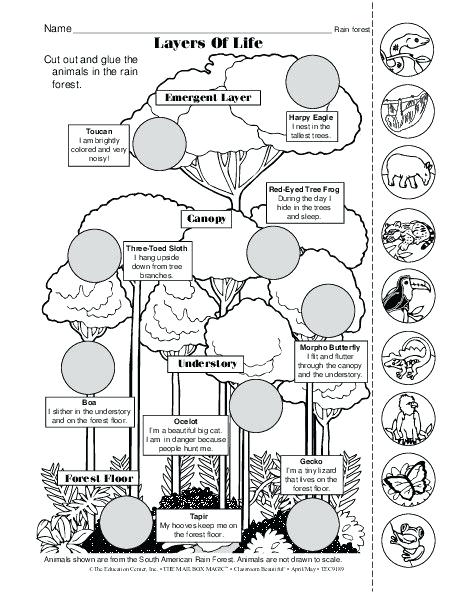 460x595 Rainforest Layers Coloring Pages Drawn Forest Floor Pencil And