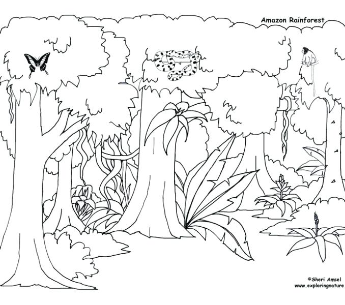 678x600 Rainforest Layers Coloring Pages Habitats Nature