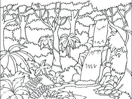 440x330 Rainforest Layers Coloring Pages Kids Coloring Coloring Pages