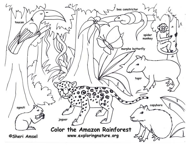 792x607 Rainforest Color Pictures Rainforest (Amazon) Coloring Page