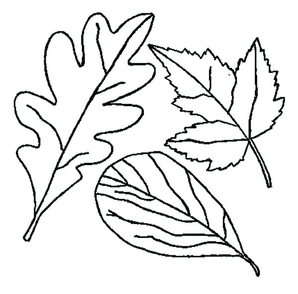 600x593 Autumn Leaf Coloring Pages Leaf Coloring Page Coloring Picture