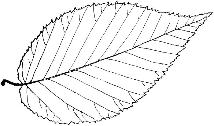 700x413 Leaf Coloring Template Leaf Coloring Pages Leaves Template