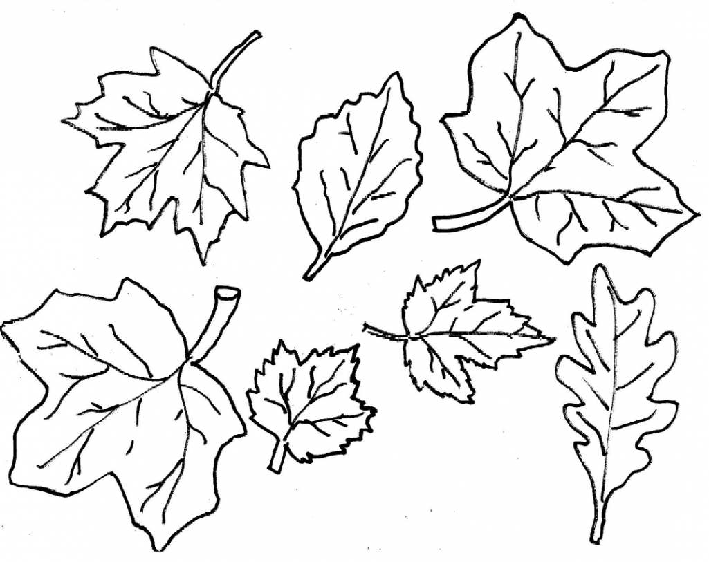 1025x813 Outstanding Fall Leaves Clip Art Coloring Pages Page 2 15739