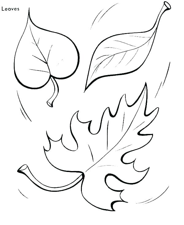 600x734 Fall Leaves Coloring Pages For Preschoolers Color Autumn Page Leaf
