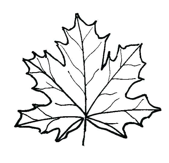 560x540 Leaf Coloring Pages For Preschool Printable Autumn Coloring Pages