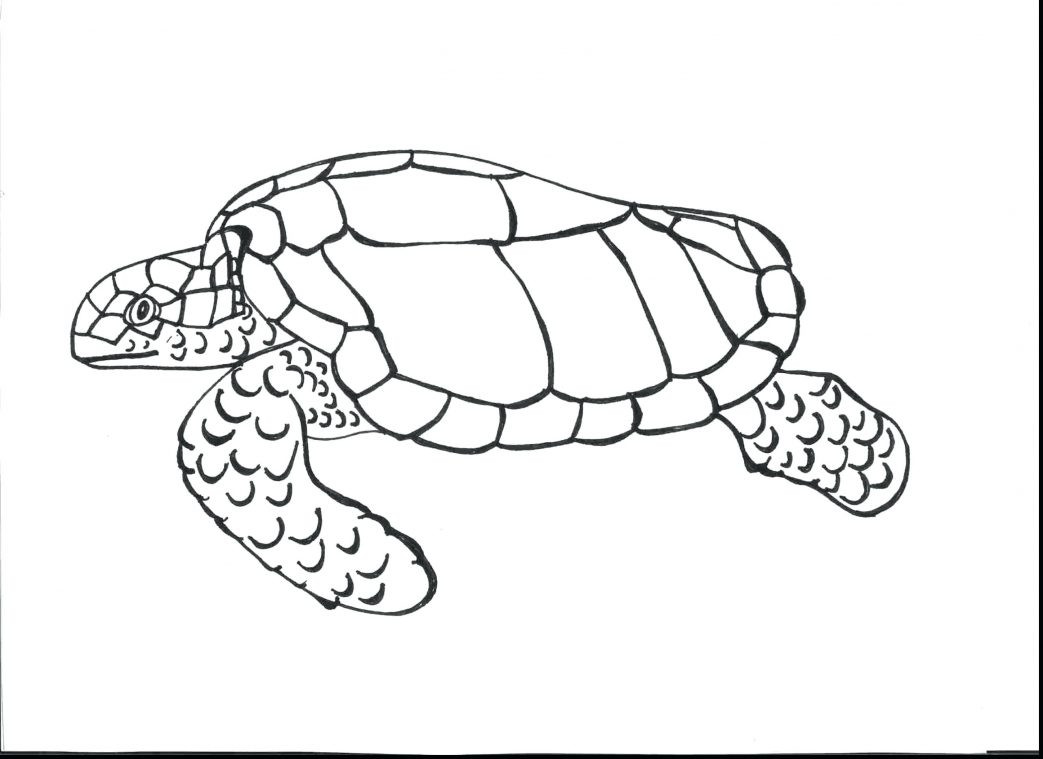 1043x759 Sea Turtle Coloring Wagashiya
