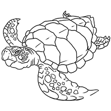 230x230 Top 10 Free Printable Cute Sea Turtle Coloring Pages Online